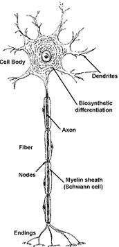 Neuron2.gif (11006 bytes)